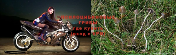 прущие грибы Алексеевка